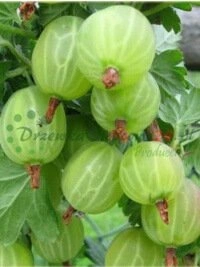 Pilna gamyba nuo poskiepio iki paruoštos medžiagos pardavimui