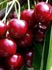 Plati medelyno plantacija lietuvių distributoriaus teritorijoje